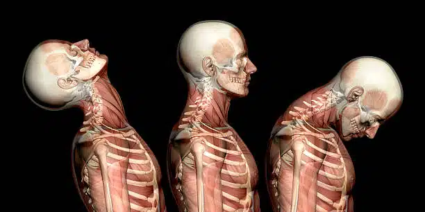 3D illustration of human Skeletal showing the cervical spine 