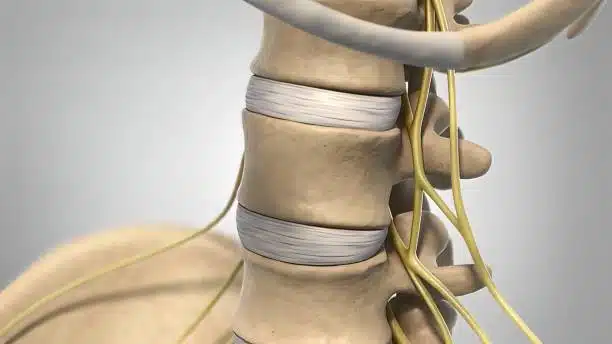 Medical Illustration of spinal cord and nerve roots concept 