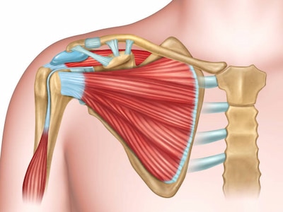 Anatomy of the Shoulder Joint without label